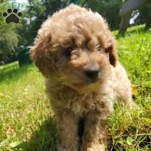 LEXUS- F1B, Mini Goldendoodle Puppy