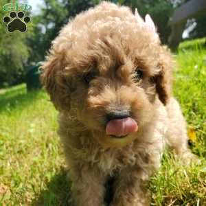 LEXUS- F1B, Mini Goldendoodle Puppy