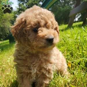 LEXUS- F1B, Mini Goldendoodle Puppy