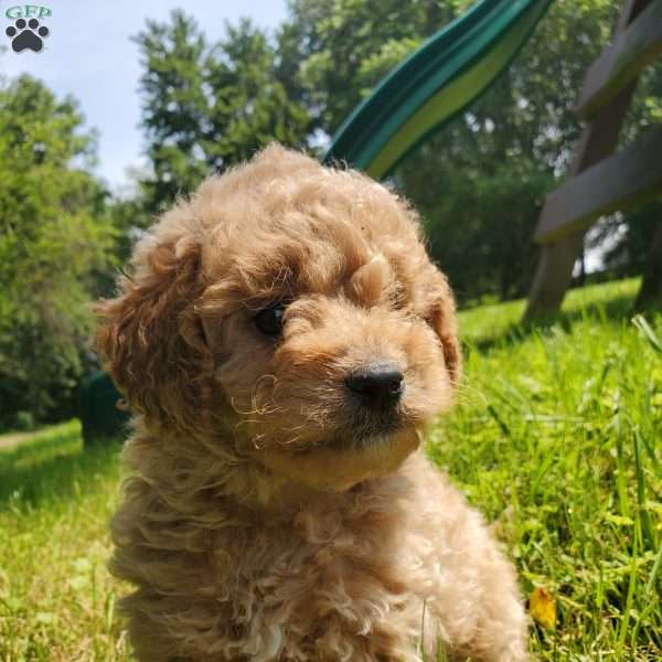 LEXUS- F1B, Mini Goldendoodle Puppy