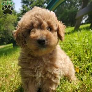 LEXUS- F1B, Mini Goldendoodle Puppy