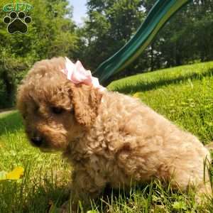 LEXUS- F1B, Mini Goldendoodle Puppy