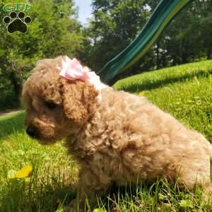 LEXUS- F1B, Mini Goldendoodle Puppy