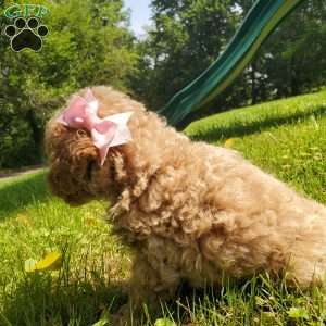 LEXUS- F1B, Mini Goldendoodle Puppy