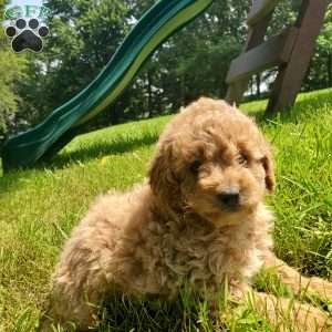 LEXUS- F1B, Mini Goldendoodle Puppy