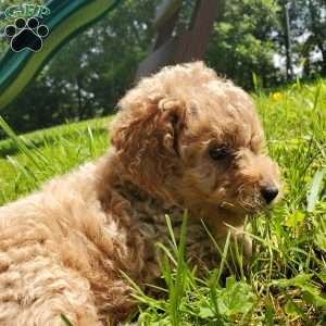 LEXUS- F1B, Mini Goldendoodle Puppy