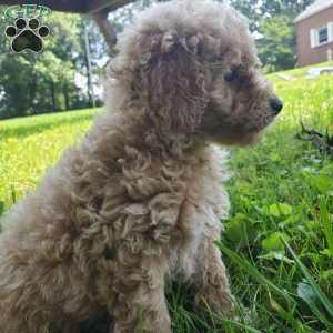 LEXUS- F1B, Mini Goldendoodle Puppy