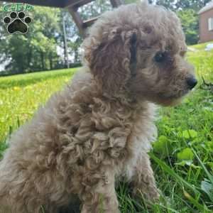 LEXUS- F1B, Mini Goldendoodle Puppy