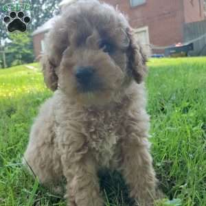 LEXUS- F1B, Mini Goldendoodle Puppy
