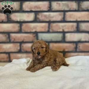Bear, Miniature Poodle Puppy