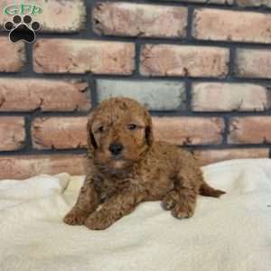 Bear, Miniature Poodle Puppy