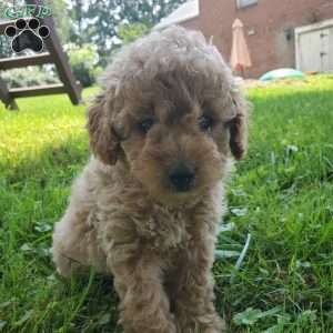 LEXUS- F1B, Mini Goldendoodle Puppy