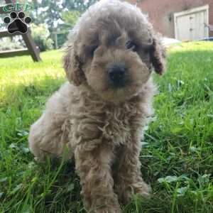 LEXUS- F1B, Mini Goldendoodle Puppy