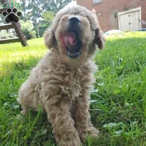 LEXUS- F1B, Mini Goldendoodle Puppy