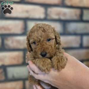 Bear, Miniature Poodle Puppy