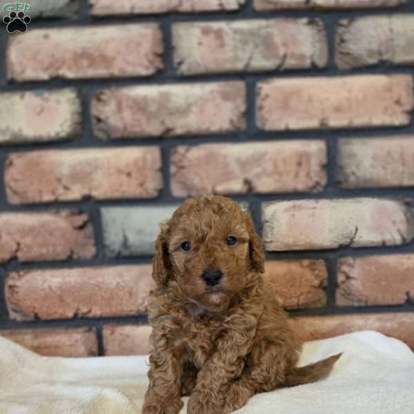 Bear, Miniature Poodle Puppy