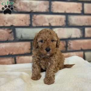 Bear, Miniature Poodle Puppy