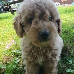 LEXUS- F1B, Mini Goldendoodle Puppy