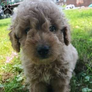 LEXUS- F1B, Mini Goldendoodle Puppy