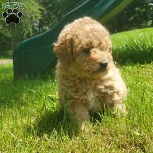 LEXUS- F1B, Mini Goldendoodle Puppy