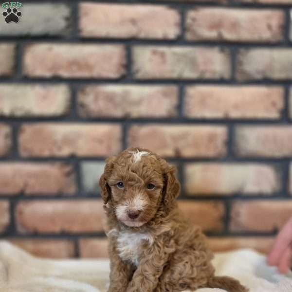 Buckeye, Miniature Poodle Puppy