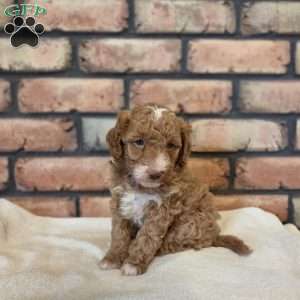 Buckeye, Miniature Poodle Puppy