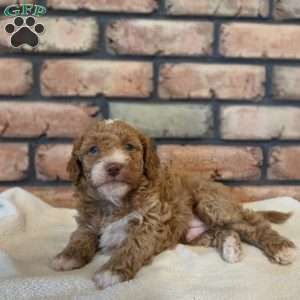Buckeye, Miniature Poodle Puppy