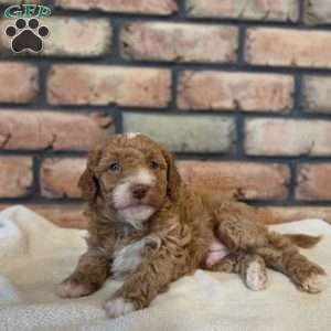 Buckeye, Miniature Poodle Puppy