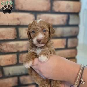 Buckeye, Miniature Poodle Puppy