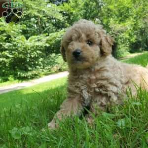 LEXUS- F1B, Mini Goldendoodle Puppy