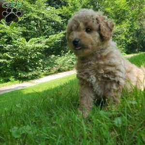 LEXUS- F1B, Mini Goldendoodle Puppy