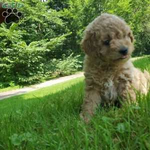 LEXUS- F1B, Mini Goldendoodle Puppy