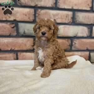 Sage, Miniature Poodle Puppy