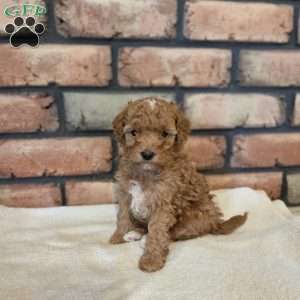 Sage, Miniature Poodle Puppy