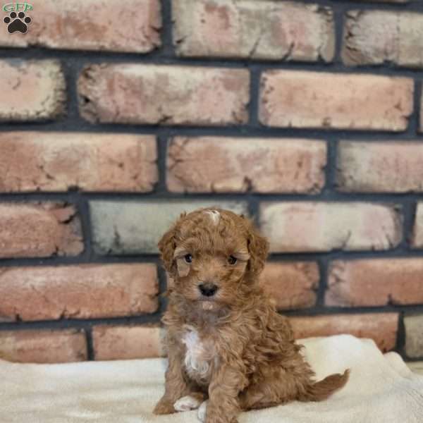 Sage, Miniature Poodle Puppy