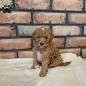 Sage, Miniature Poodle Puppy