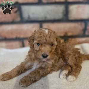 Sage, Miniature Poodle Puppy