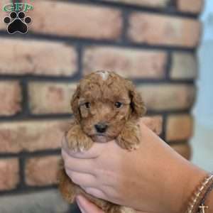 Sage, Miniature Poodle Puppy