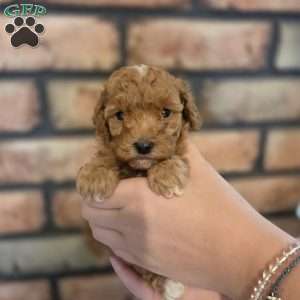 Sage, Miniature Poodle Puppy