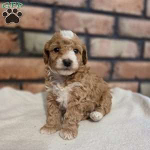 Daisy, Miniature Poodle Puppy