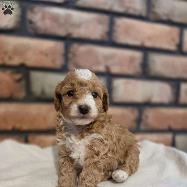 Daisy, Miniature Poodle Puppy