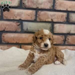 Daisy, Miniature Poodle Puppy