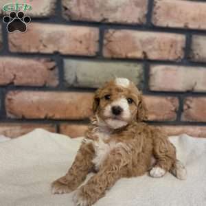 Daisy, Miniature Poodle Puppy