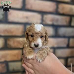 Daisy, Miniature Poodle Puppy