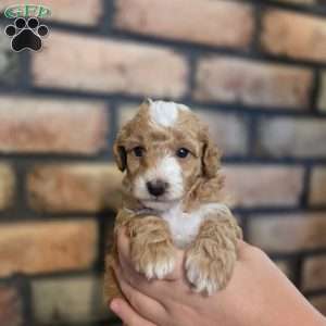 Daisy, Miniature Poodle Puppy