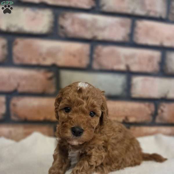 Barkley, Miniature Poodle Puppy