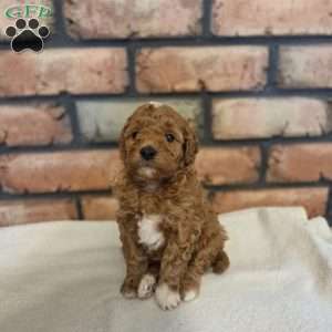 Barkley, Miniature Poodle Puppy