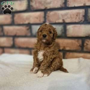 Barkley, Miniature Poodle Puppy