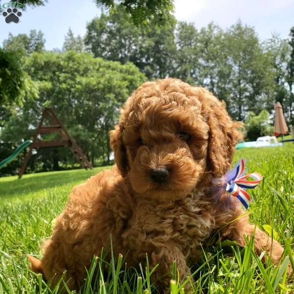 Joey- F1B, Mini Goldendoodle Puppy