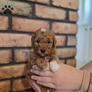 Barkley, Miniature Poodle Puppy